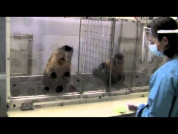 monkey fairness experiment